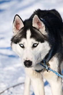 Images Dated 10th August 2011: Husky, Lapland, Finland