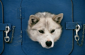 Sled Dog Prints: A husky looks out of its mobile kennel at the start