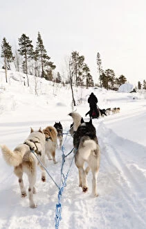 Images Dated 10th August 2011: Husky sledding, Lapland, Finland