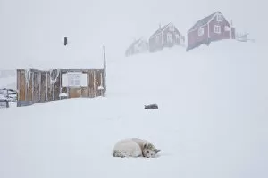 Images Dated 25th February 2010: Husky in snow outside houses, Tasiilaq, Greenland