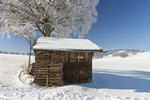 Images Dated 10th March 2021: Hut next tree, near Fuessen, Allgeau Alps, Alps, Allgeau, Bavaria, Germany