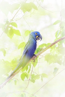Mato Grosso Prints: hyacinth macaw (Anodorhynchus hyacinthinus)