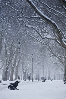Images Dated 2nd February 2009: Hyde Park Snow Scene, London, England, UK