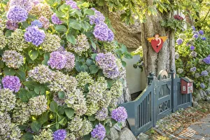 Country House Prints: Hydrangea bush in front of the old captain`s house in Keitum, Sylt, Schleswig-Holstein