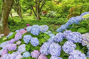 Botany Prints: Hydrangeas in Christchurch Botanical Gardens, Christchurch, South Island, New Zealand