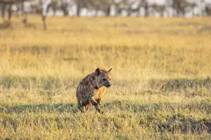 Plains Prints: Hyena in the Serengeti, Serengeti Natioanl Park, Tanzania