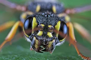 Insects Prints: Hyperparasitic Wasp (Taeniogonalos gundlachii), Thornton, Ontario, Canada