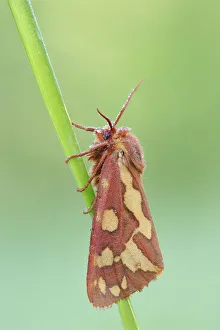 Vobbia Prints: Hyphoraia testudinaria, Vobbia, Italy