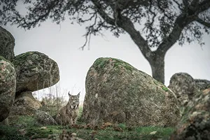 Sierra Prints: Iberian lynx in Sierra de Andujar, Andalucia, Spain