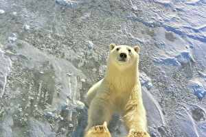 Polar Bears Prints: From the ice, a male polar bear jumps up against a tundra buggy, Manitoba, Canada