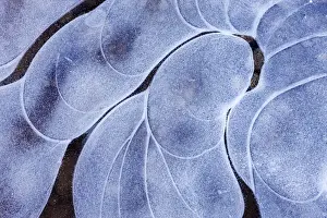 Bleak Prints: Ice patterns in a Dartmoor pond, Dartmoor National Park, Devon, England
