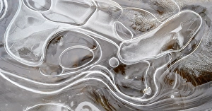Delicate Prints: Ice patterns at the edge of a beaver pond