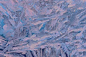 Window Frost Prints: Ice patterns on window at sunrise, Winnipeg, Manitoba, Canada