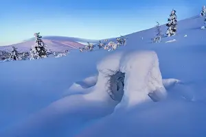 Spruce Tree Prints: Ice sculptures wrapped in snow at dawn, Lapland, Finland