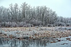 Thornton Prints: Ice Storm Aftermath, Thornton, Ontario, Canada
