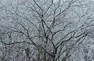 Thornton Prints: Ice Storm Aftermath, Thornton, Ontario, Canada