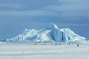 Images Dated 1st March 2021: Iceberg and emperor penguins - Antarctica, Antarctic Peninsula, Snowhill Island