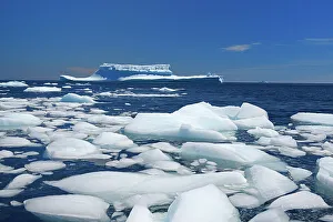 Newfoundland Prints: Icebergs floating in the Atlantic Ocean Near St. Anthony Newfoundland & Labrador, Canada