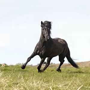 Iceland, Akureyri, a brown Icelandic horse runs free