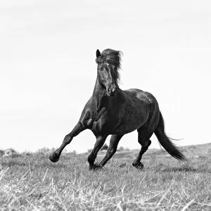 Iceland, Akureyri, a brown Icelandic stallion runs free