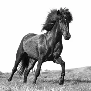 Images Dated 14th November 2019: Iceland, Akureyri, a brown Icelandic stallion runs free