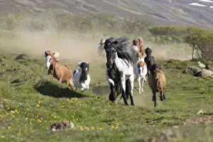 Iceland, Akureyri, a herd of Icelandic horses gallop through a field in North Iceland
