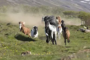 Mane Prints: Iceland, Akureyri, a herd of Icelandic horses gallop through a field in North Iceland