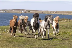 Mane Prints: Iceland, Akureyri, a herd of Icelandic horses run near the sea in North Iceland