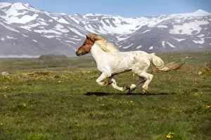 Mane Prints: Iceland, Akureyri, a multi-coloured Icelandic horse gallops in a meadow in North Iceland