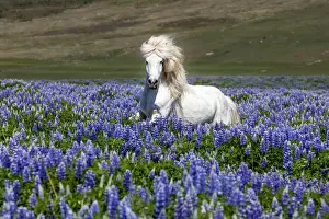 Iceland, Akureyri, white Icelandic horse runs through a field of lupins