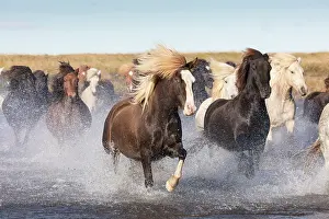 Horses Prints: Iceland, a herd of Icelandic horses run across a river in South Iceland