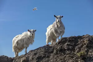Iceland, Two Icelandic goats