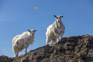 Domestic Prints: Iceland, Two Icelandic goats