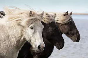Domesticated Prints: Iceland, Icelandic horses