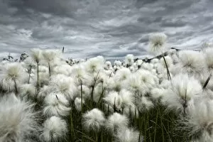 Vegetation Collection: Iceland, Landmannlaugar, Flowering of cottongrass and the Iceland sky, leaden