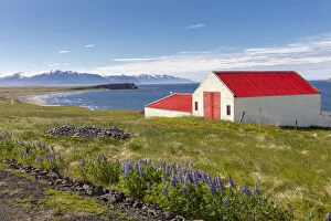 Iceland, North Iceland, EyjafjAA┬ÂrAA┬░ur, a pretty red barn in a field of Lupins in June