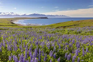 Lupins Prints: Iceland, North Iceland, Eyjafjazaoraza'ur, a field of Lupins in June