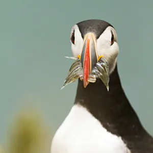 Iceland, South Iceland, Puffin ,Fratercula arctica, with fish on the Vik cliffs Iceland, South Iceland, Puffin ,Fratercula arctica, with fish on the Vik cliffs