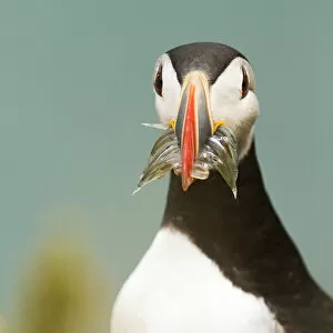 Iceland Gallery: Iceland, South Iceland, Puffin, Fratercula arctica, with fish on the Vik cliffs