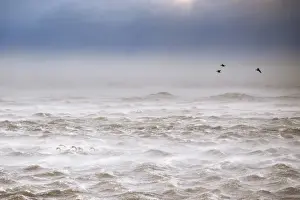 Swimming Prints: Iceland, South Iceland, Wild swans fighting against strong gales on the south coast