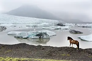 Domesticated Prints: Iceland, Vik, an Icelandic horse stands next to a glacier in South Iceland