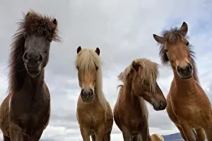 Domesticated Prints: Iceland, Vik, Icelandic horses
