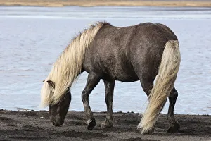 Icelandic horse on a black sand beach, South Iceland