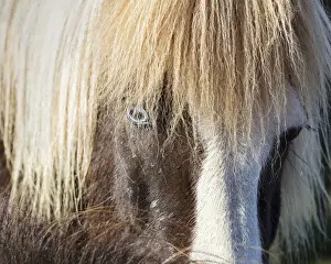 Equus Prints: Icelandic horse with a blue eye and hairy mane, South Iceland