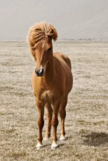 Horses Gallery: Icelandic horse, Iceland