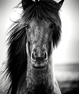 B And W Prints: Icelandic horse, Iceland