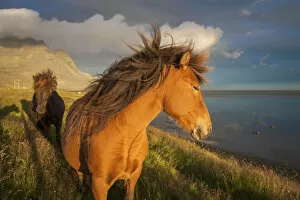 Images Dated 6th October 2021: Icelandic horses enjoying the a gentle breeze in the south of Iceland near to HAA┬Âfn