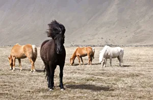 Leader Prints: Icelandic horses, Iceland
