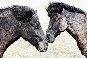 Couple Gallery: Icelandic horses, Iceland