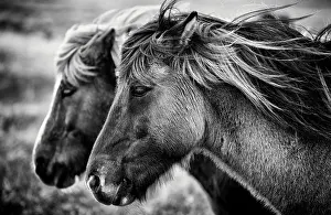 Icelandic horses, Iceland